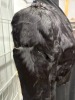 Lot of (3) fur coats - 11