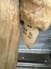 Lot of (3) fur coats - 3